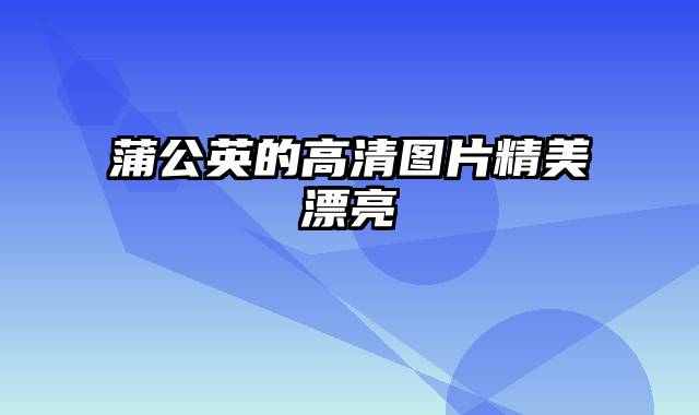 蒲公英的高清图片精美漂亮