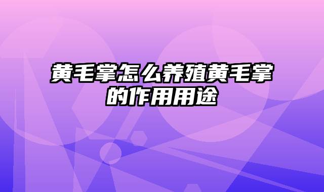 黄毛掌怎么养殖黄毛掌的作用用途