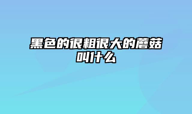 黑色的很粗很大的蘑菇叫什么