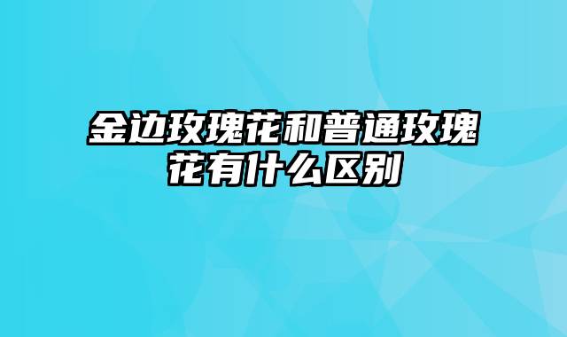 金边玫瑰花和普通玫瑰花有什么区别