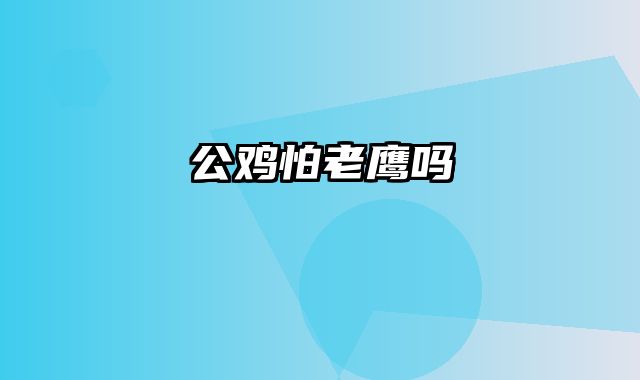公鸡怕老鹰吗