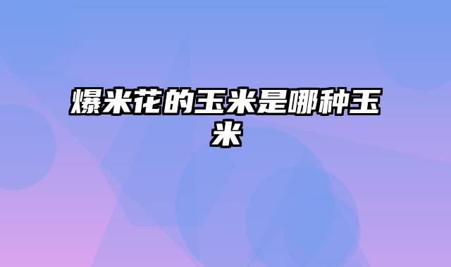 爆米花的玉米是哪种玉米