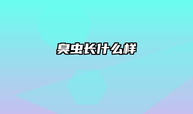 臭虫长什么样