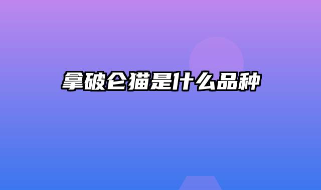 拿破仑猫是什么品种