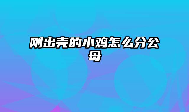 刚出壳的小鸡怎么分公母