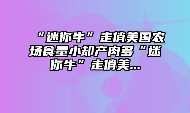 “迷你牛”走俏美国农场食量小却产肉多“迷你牛”走俏美...