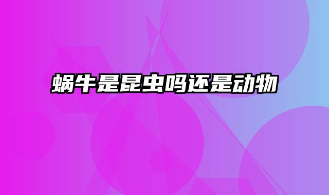 蜗牛是昆虫吗还是动物
