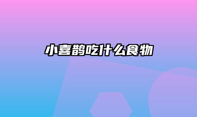 小喜鹊吃什么食物