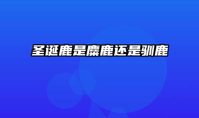 圣诞鹿是麋鹿还是驯鹿
