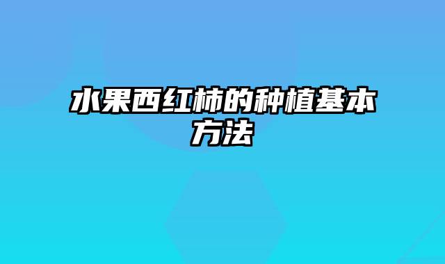 水果西红柿的种植基本方法