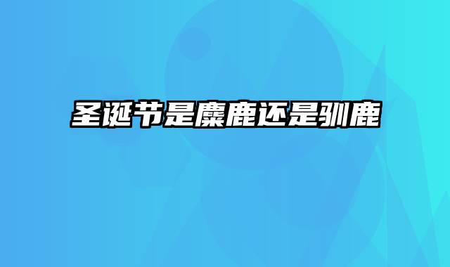 圣诞节是麋鹿还是驯鹿