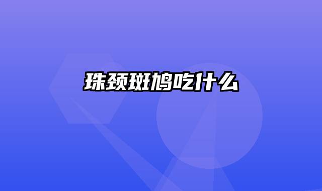 珠颈斑鸠吃什么