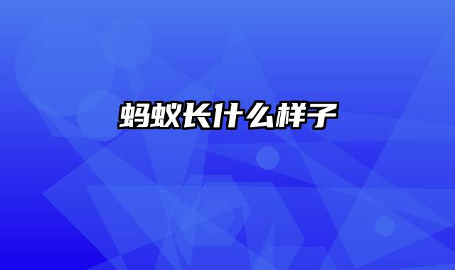 蚂蚁长什么样子