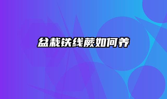 盆栽铁线蕨如何养