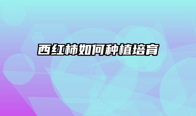 西红柿如何种植培育