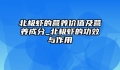 北极虾的营养价值及营养成分_北极虾的功效与作用