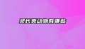 灵长类动物有哪些