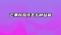 芒果核应该怎么种盆栽