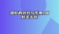 甜虾的功效与作用_甜虾怎么吃