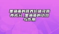 墨鱼蛋的营养价值及营养成分_墨鱼蛋的功效与作用