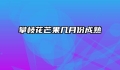 攀枝花芒果几月份成熟