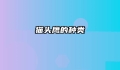 猫头鹰的种类