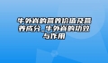 牛外脊的营养价值及营养成分_牛外脊的功效与作用