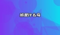 鸠是什么鸟