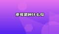 夜莺是种什么鸟