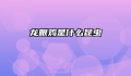 龙眼鸡是什么昆虫