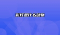 彩灯是什么动物