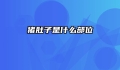 猪肚子是什么部位