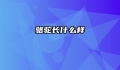 骆驼长什么样