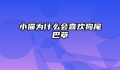 小猫为什么会喜欢狗尾巴草