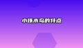 小啄木鸟的特点
