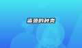 鲨鱼的种类