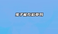 兔子能吃稻草吗
