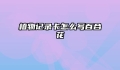 植物记录卡怎么写百合花