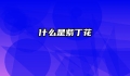 什么是紫丁花