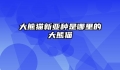 大熊猫新亚种是哪里的大熊猫