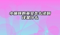 小猫咪的英文怎么读翻译是什么