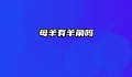 母羊有羊角吗