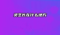 灵芝长在什么地方