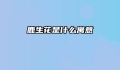 鹿生花是什么寓意