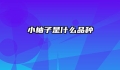 小柚子是什么品种