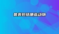 兽类包括哪些动物