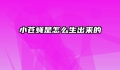 小苍蝇是怎么生出来的