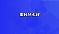 蚕长什么样