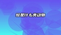蛙是什么类动物