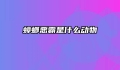 蟑螂恶霸是什么动物